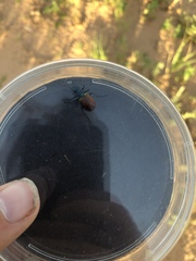 Cicindela scutellaris scutellaris