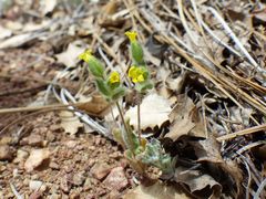 Mimetanthe pilosa