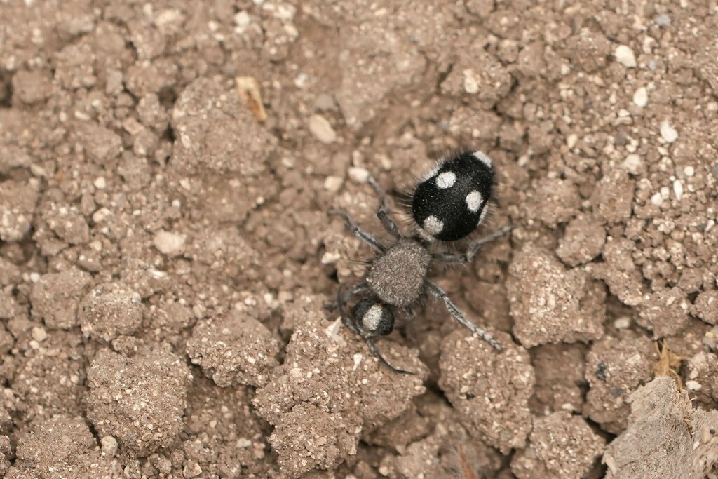 Dasylabris signaticeps