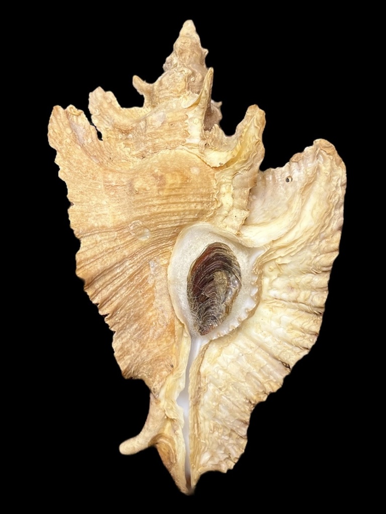 Pterochelus acanthopterus