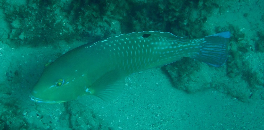 Blackspot Tuskfish