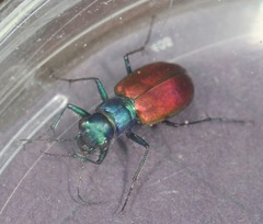 Cicindela scutellaris scutellaris