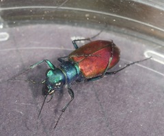 Cicindela scutellaris scutellaris