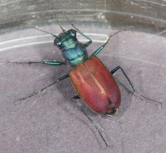 Cicindela scutellaris scutellaris