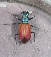 Cicindela scutellaris scutellaris