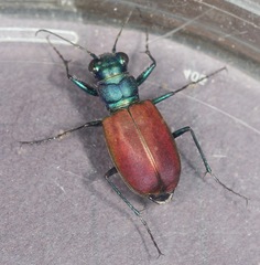 Cicindela scutellaris scutellaris