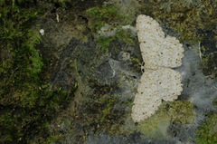 Catoria sublavaria