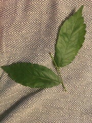 Castanea pumila