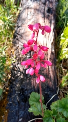 Heuchera sanguinea