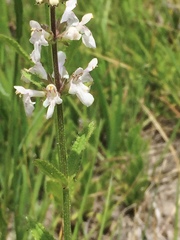 Stachys pycnantha