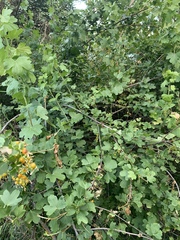 Ribes aureum
