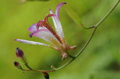 Tricyrtis lasiocarpa