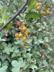 Ribes aureum
