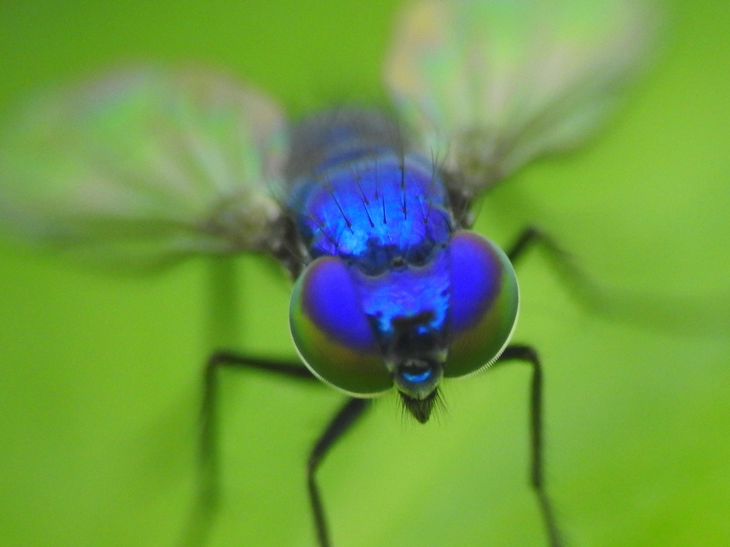 Condylostylus mundus