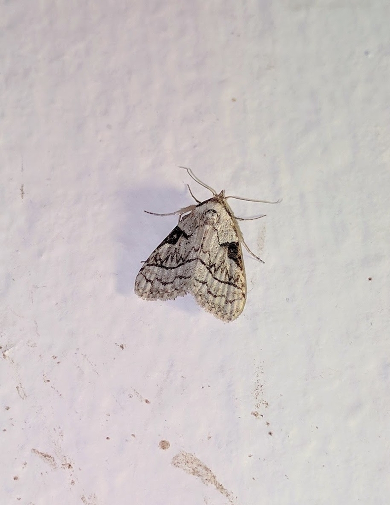 Meganola flexilineata