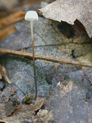 Mycena albiceps