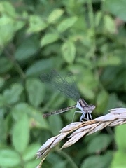 Argia fumipennis