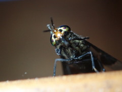 Chrysops niger