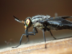 Chrysops niger
