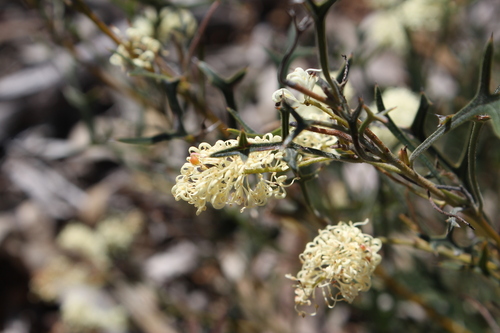 Tangled Grevillea (Grevillea flexuosa)