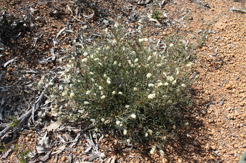 Grevillea flexuosa, photograph 1