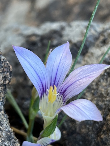 Image of Romulea namaquensis by (c) Dave U, some rights reserved (CC BY-SA)
