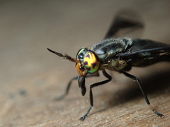 Chrysops niger