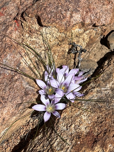Image of Romulea namaquensis by (c) Dave U, some rights reserved (CC BY-SA)