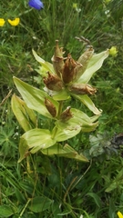 Gentiana punctata