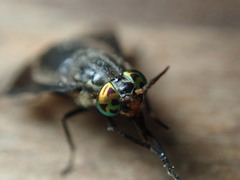Chrysops niger