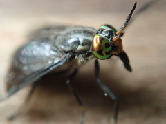 Chrysops niger