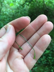 Carex leptalea harperi