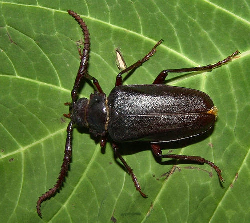 Tile-horned Prionus photo 3