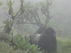 Gorilla beringei beringei