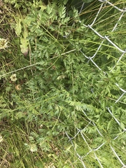 Cnidium cnidiifolium