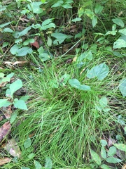 Carex leptalea harperi