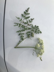 Cnidium cnidiifolium