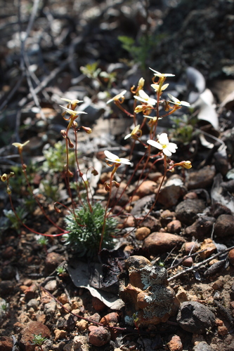 Stylidium bindoon (Stylidium bindoon)