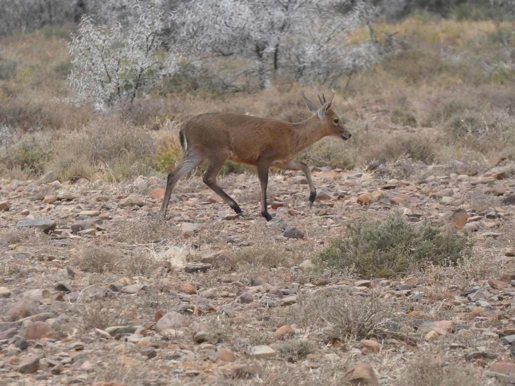 Sylvicapra grimmia grimmia, Graaff-Reinet, South Africa, by agujaceratops
