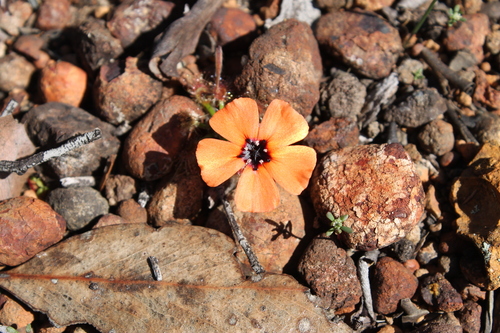Drosera sewelliae
