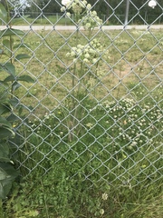Cnidium cnidiifolium