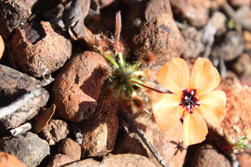 Drosera sewelliae