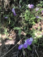 Collinsia sparsiflora