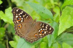 Junonia lemonias aenaria