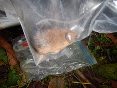 Peromyscus mexicanus