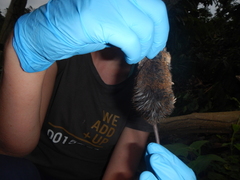 Peromyscus mexicanus