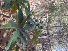 Ricinus communis