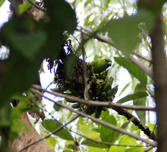 Bolbopsittacus lunulatus