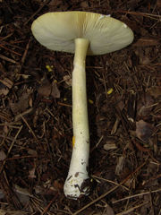 Amanita parcivolvata