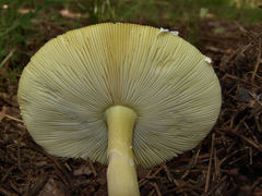 Amanita parcivolvata